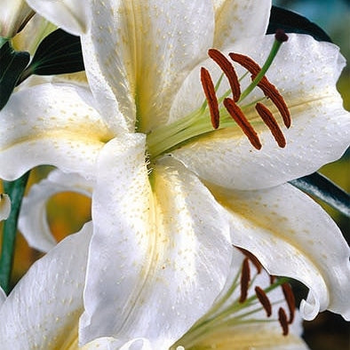 Orientalsk lilje-Lilium Devotion 2-pak